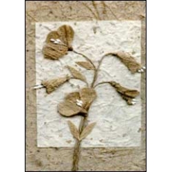 Dried Flower