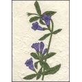 Purple Flowers