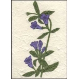 Purple Flowers Purple Flowers
